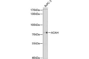 Western blot analysis of extracts of BxPC-3 cells, using AOAH antibody (ABIN6129812, ABIN6136942, ABIN6136943 and ABIN6214597) at 1:1000 dilution.