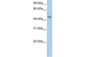 Western Blotting (WB) image for anti-Phenylalanine-tRNA Synthetase 2 (Mitochondrial) (FARS2) antibody (ABIN2462222) (FARS2 antibody)