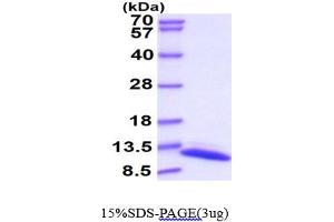 SDS-PAGE (SDS) image for Thioredoxin (TXN) (AA 2-109) protein (His tag) (ABIN667131) (TXN Protein (AA 2-109) (His tag))