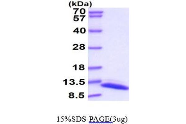 TXN Protein (AA 2-109) (His tag)