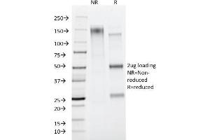 SDS-PAGE (SDS) image for anti-Protein tyrosine Phosphatase, Receptor Type, C (PTPRC) antibody (ABIN6940440)