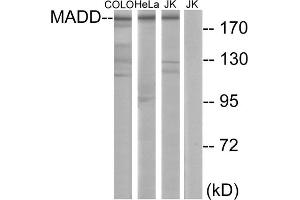 Western blot analysis of extracts from COLO cells, HeLa cells and Jurkat cells, using MADD antibody. (MADD antibody  (Internal Region))