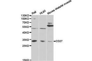 Western Blotting (WB) image for anti-CD27 Molecule (CD27) antibody (ABIN1871606) (CD27 antibody)
