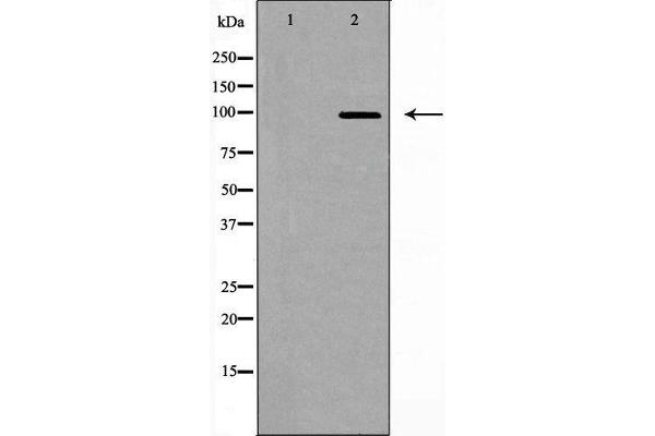 USP13 antibody  (C-Term)