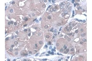 Detection of PGA in Human Stomach Tissue using Monoclonal Antibody to Pepsinogen A (PGA) (Pepsinogen A antibody  (AA 63-295))