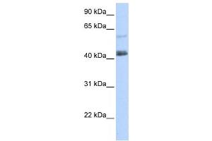Western Blotting (WB) image for anti-PR Domain Containing 15 (PRDM15) antibody (ABIN2458212) (PRDM15 antibody)