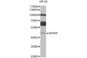 Western blot analysis of extracts of HT-29 cells, using SPDEF antibody (ABIN2560106) at 1:1000 dilution. (SPDEF/PSE antibody)