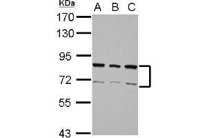 HNRNPR Antikörper  (N-Term)