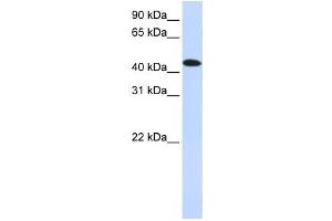 Western Blotting (WB) image for anti-MAP Kinase Interacting serine/threonine Kinase 2 (MKNK2) antibody (ABIN2459882) (MKNK2 antibody)