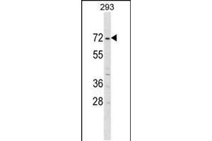 Western blot analysis in 293 cell line lysates (35ug/lane). (ZNF643 antibody  (AA 205-231))
