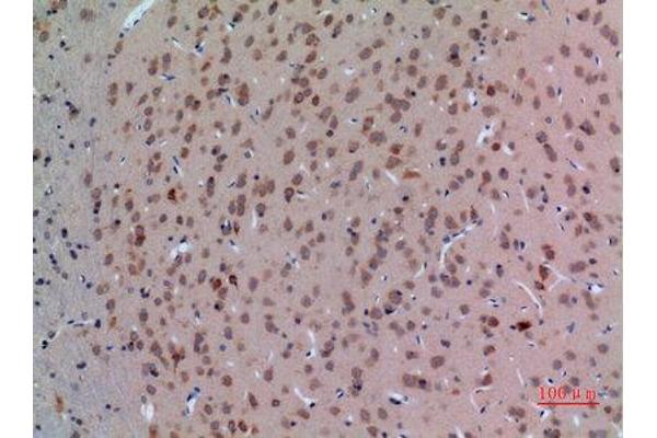 Arginine antibody  (Internal Region)