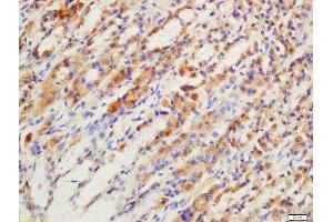 Formalin-fixed and paraffin embedded rat stomach labeled with Rabbit Anti-GPR15 Polyclonal Antibody, Unconjugated 1:200 followed by conjugation to the secondary antibody and DAB staining (GPR15 antibody  (AA 51-150))