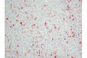Mouse liver frozen tissue section (Macrophages (pan) antibody)