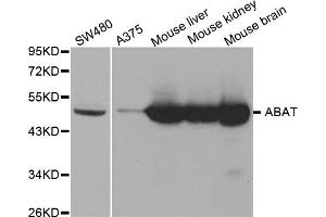 Western blot analysis of extracts of various cell lines, using ABAT antibody (ABIN5973045) at 1/1000 dilution. (ABAT antibody)