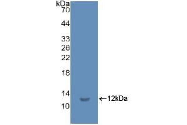 Ubiquitin antibody  (AA 1-229)