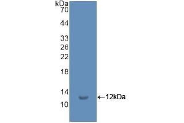 Ubiquitin Antikörper  (AA 1-229)