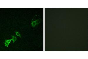 P-peptide - +Immunofluorescence analysis of A549 cells, using Abl (Phospho-Tyr393/412) antibody.