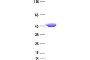 Validation with Western Blot (SH3G2 Protein (DYKDDDDK Tag))