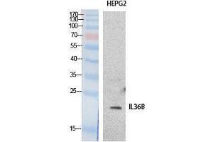 Western Blotting (WB) image for anti-Interleukin 1 eta (FIL1h) (Internal Region) antibody (ABIN3178528) (FIL1h antibody  (Internal Region))