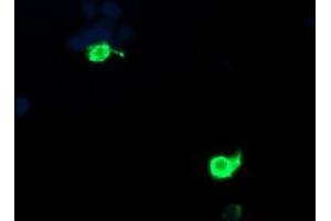 Image no. 3 for anti-Proteasome (Prosome, Macropain) Inhibitor Subunit 1 (PI31) (PSMF1) antibody (ABIN1500490) (PSMF1 antibody)