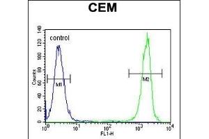 NUDT22 Antibody (C-term) (ABIN655227 and ABIN2844833) flow cytometric analysis of CEM cells (right histogram) compared to a negative control cell (left histogram).