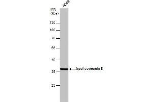 WB Image Whole cell extract (30 μg) was separated by 10% SDS-PAGE, and the membrane was blotted with Apolipoprotein E antibody , diluted at 1:1000.