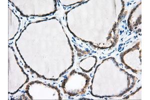 Immunohistochemical staining of paraffin-embedded Human pancreas tissue using anti-PDE4A mouse monoclonal antibody.