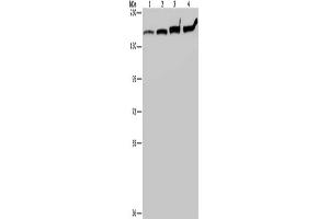 Gel: 6 % SDS-PAGE, Lysate: 40 μg, Lane 1-4: HT29 cells, A549 cells, 293T cells, Hela cells, Primary antibody: ABIN7191558(MYBBP1A Antibody) at dilution 1/200, Secondary antibody: Goat anti rabbit IgG at 1/8000 dilution, Exposure time: 20 seconds (MYBBP1A antibody)