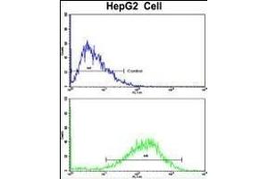 Flow cytometric analysis of HepG2 cells using SIL1 Antibody (Center)(bottom histogram) compared to a negative control cell (top histogram). (SIL1 antibody  (AA 99-126))