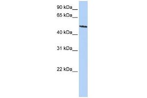 WB Suggested Anti-SIGLEC6 Antibody Titration:  0. (SIGLEC6 antibody  (C-Term))