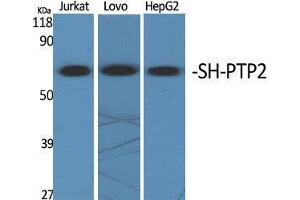 Western Blot (WB) analysis of specific cells using SH-PTP2 Polyclonal Antibody. (PTPN11 antibody  (Internal Region))