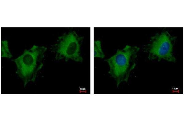 NIR1 antibody  (C-Term)