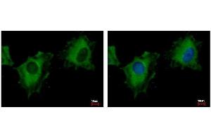 ICC/IF Image NIR1 antibody [C3], C-term detects PITPNM3 protein at cytoplasm by immunofluorescent analysis.