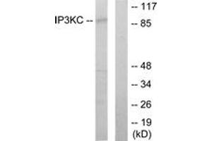 Western blot analysis of extracts from HT-29 cells, using IP3KC Antibody. (ITPKC antibody  (AA 221-270))