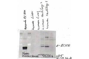 Image no. 2 for anti-Superoxide Dismutase 3, Extracellular (SOD3) antibody (ABIN466958) (SOD3 antibody)