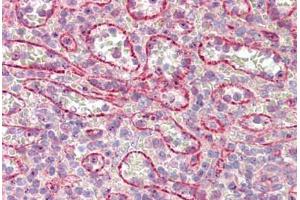 Anti-NUMB antibody IHC staining of human spleen. (NUMB antibody  (AA 1-50))