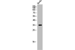 Western Blot analysis of HuvEc cells using 9G8 Polyclonal Antibody (SFRS7 antibody  (Internal Region))
