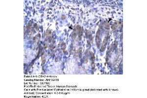 Human Stomach (OTX2 antibody  (N-Term))