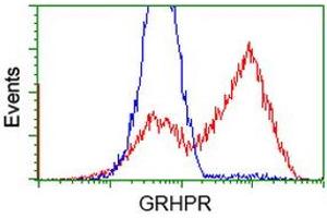 Image no. 3 for anti-Glyoxylate Reductase/hydroxypyruvate Reductase (GRHPR) antibody (ABIN1498519) (GRHPR antibody)