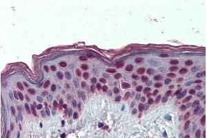 ABIN571040 (3. (HMGA1 antibody  (AA 9-21))