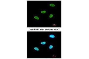 Immunofluorescence (IF) image for anti-Myocyte Enhancer Factor 2A (MEF2A) (C-Term) antibody (ABIN2855000)