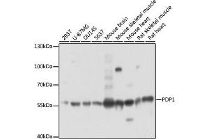 Western blot analysis of extracts of various cell lines, using PDP1 antibody (ABIN7269774) at 1:3000 dilution. (PDP antibody  (AA 72-260))