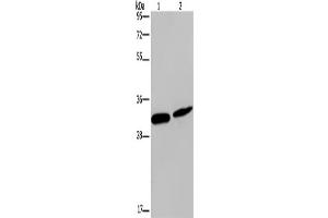 Western Blotting (WB) image for anti-Gap Junction Protein, beta 4, 30.3kDa (GJB4) antibody (ABIN2426598) (GJB4 antibody)