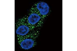 Confocal immunofluorescent analysis of ABCG2 (BCRP) Antibody (Center)  with HepG2 cell followed by Alexa Fluor 488-conjugated goat anti-rabbit lgG (green). (ABCG2 antibody  (Center))