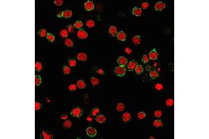 Immunofluorescence (IF) image for anti-Platelet/endothelial Cell Adhesion Molecule (PECAM1) antibody (ABIN6940282)