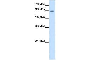CRMP1 antibody used at 0. (CRMP1 antibody  (C-Term))