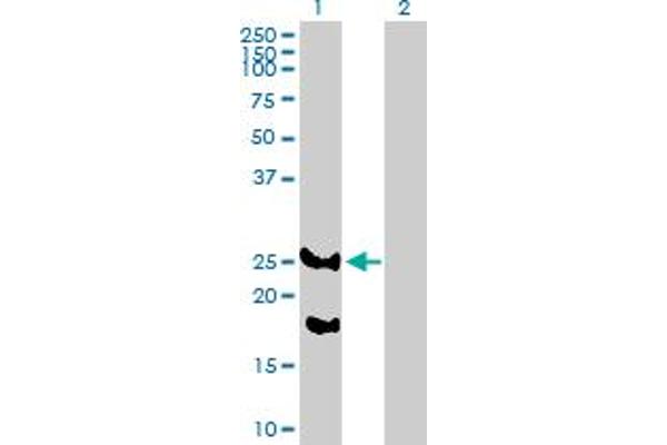 REEP2 antibody  (AA 1-252)