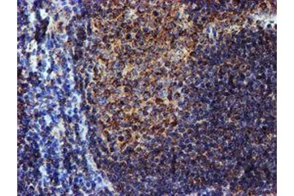 NDUFB9 antibody  (AA 3-179)