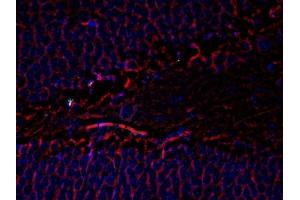 Immunofluorescence (IF) image for anti-Tubulin, beta 3 (TUBB3) antibody (ABIN371847)