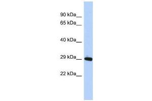 ZNF524 antibody used at 0. (ZNF524 antibody  (N-Term))
